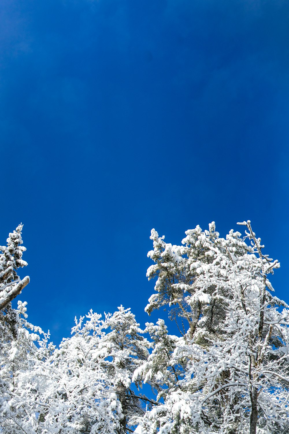 a group of trees covered in snow under a blue sky