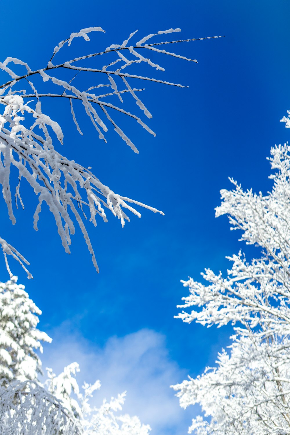 a snow covered tree branch with a blue sky in the background