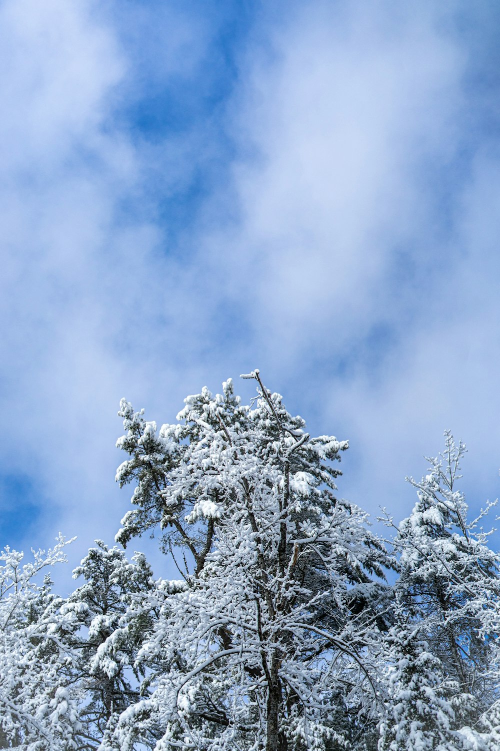 a group of trees covered in snow under a blue sky