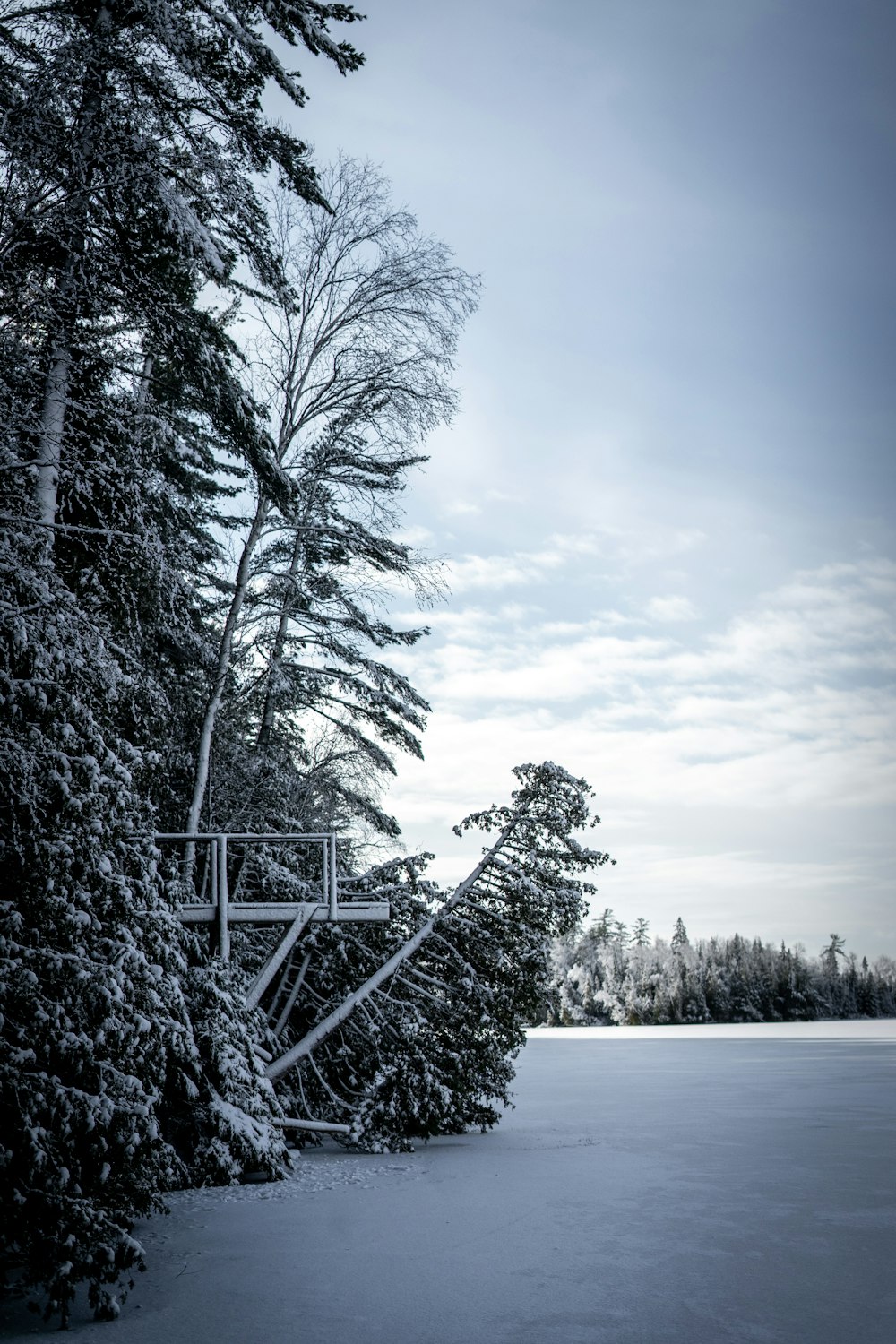 a tall tree sitting next to a snow covered field