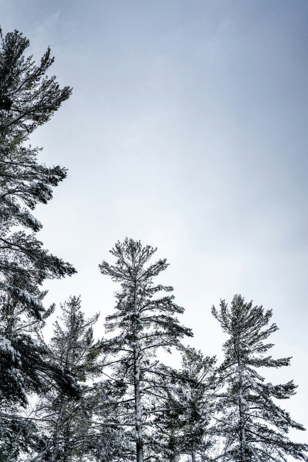 a group of pine trees covered in snow