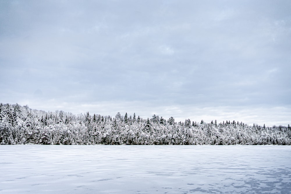 a large body of water surrounded by snow covered trees