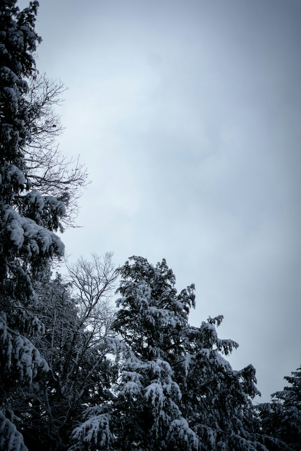 a snow covered tree line with a sky in the background