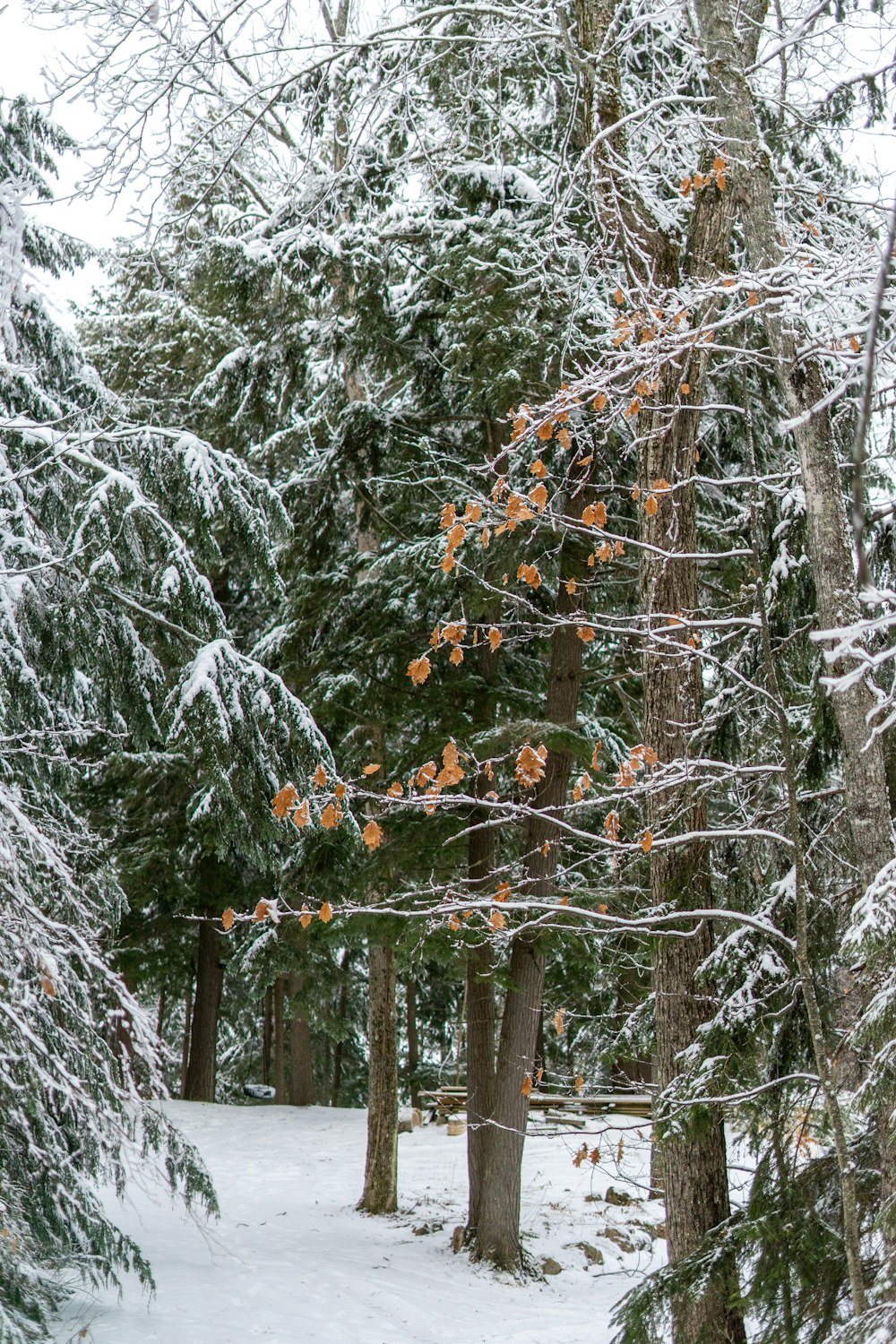 a snow covered forest filled with lots of trees