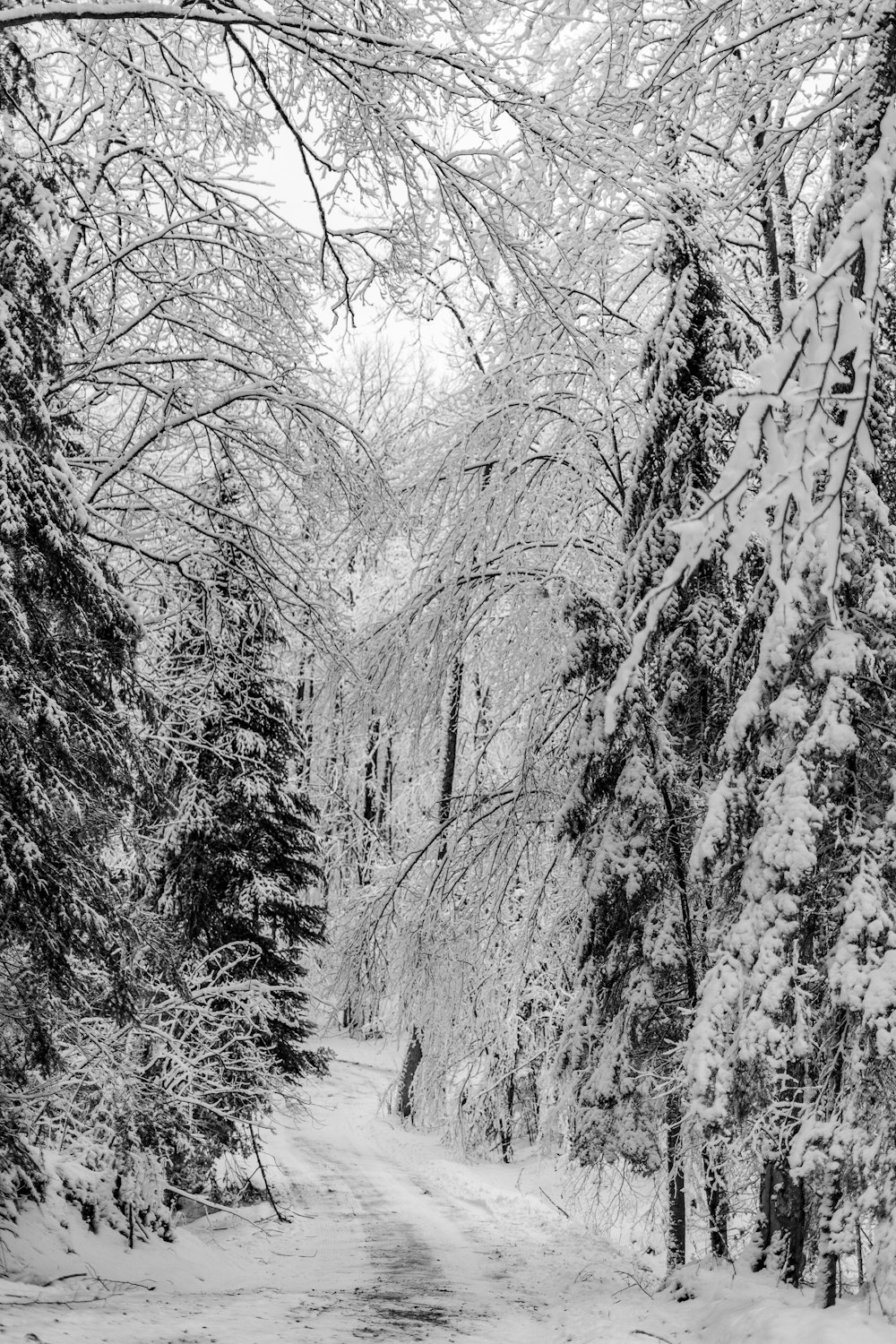 a snow covered road surrounded by trees