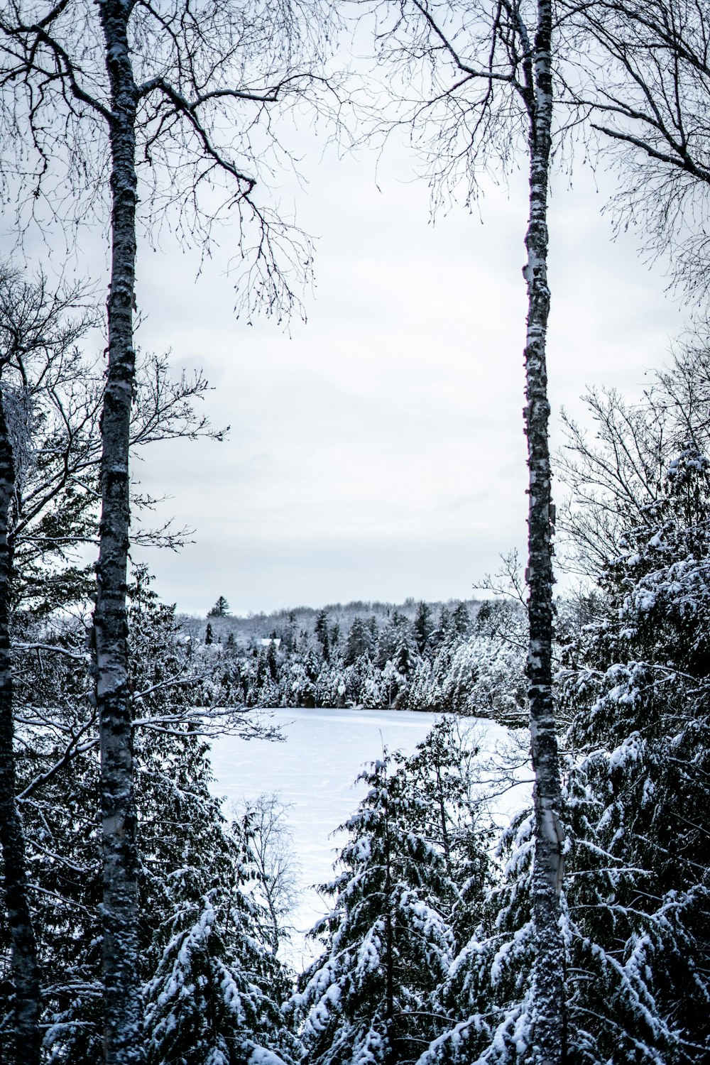 a snowy landscape with trees and a lake