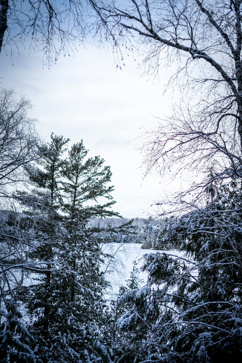 a snowy landscape with trees and a body of water