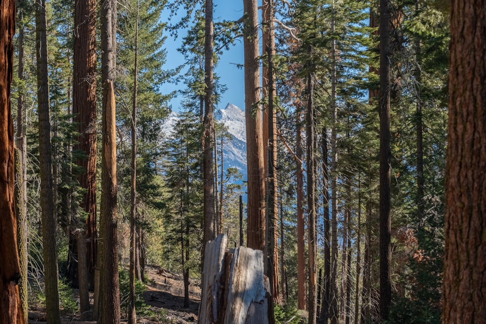 a trail in the woods with a mountain in the distance