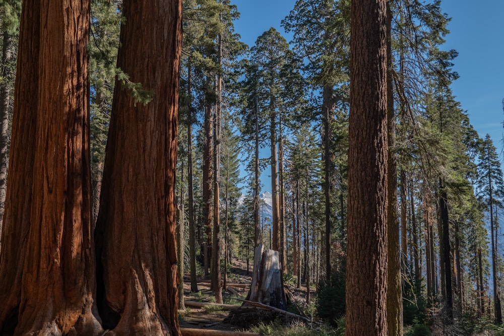 a forest filled with lots of tall trees