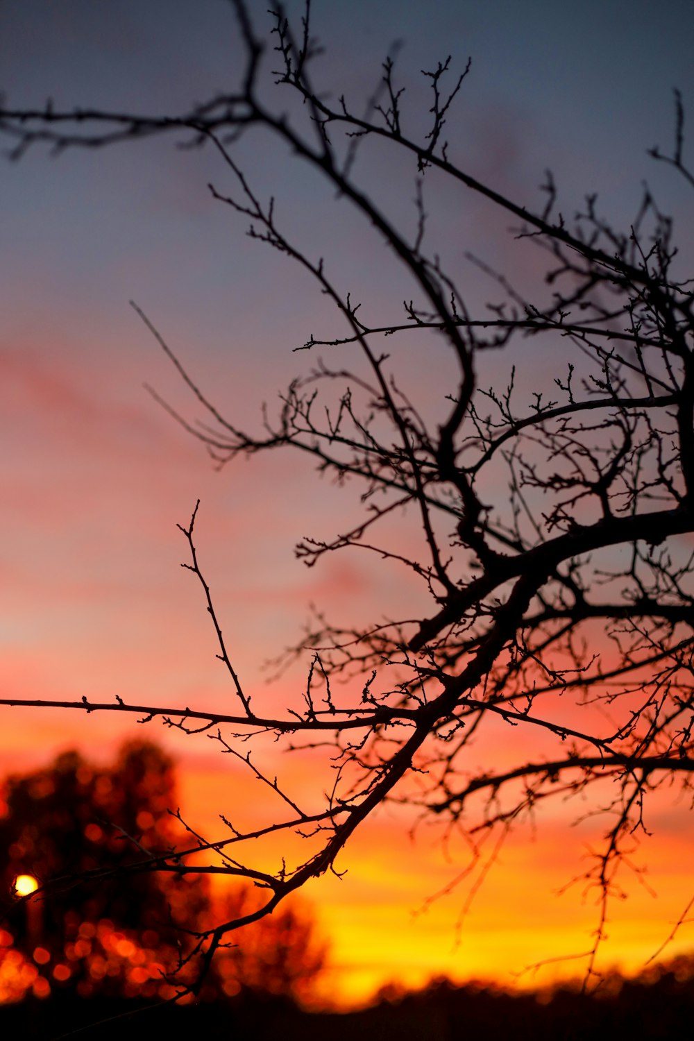 a tree with no leaves in front of a sunset