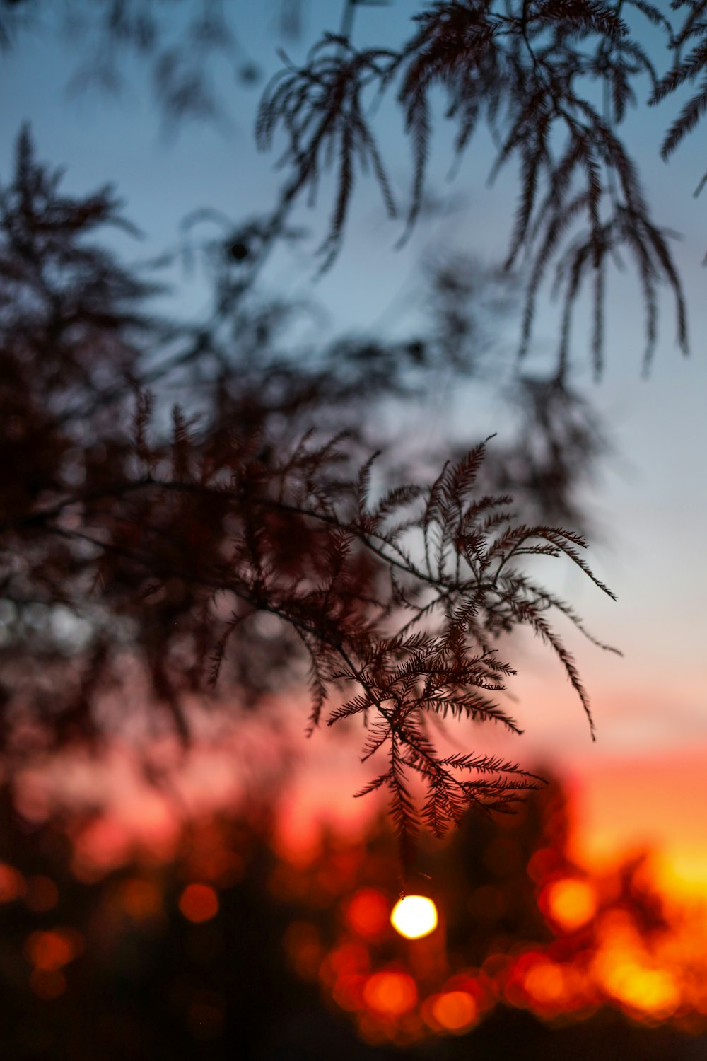 the sun is setting behind a tree branch