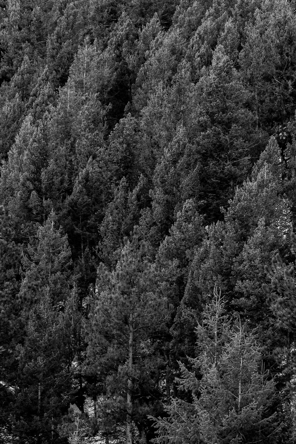 a black and white photo of a forest