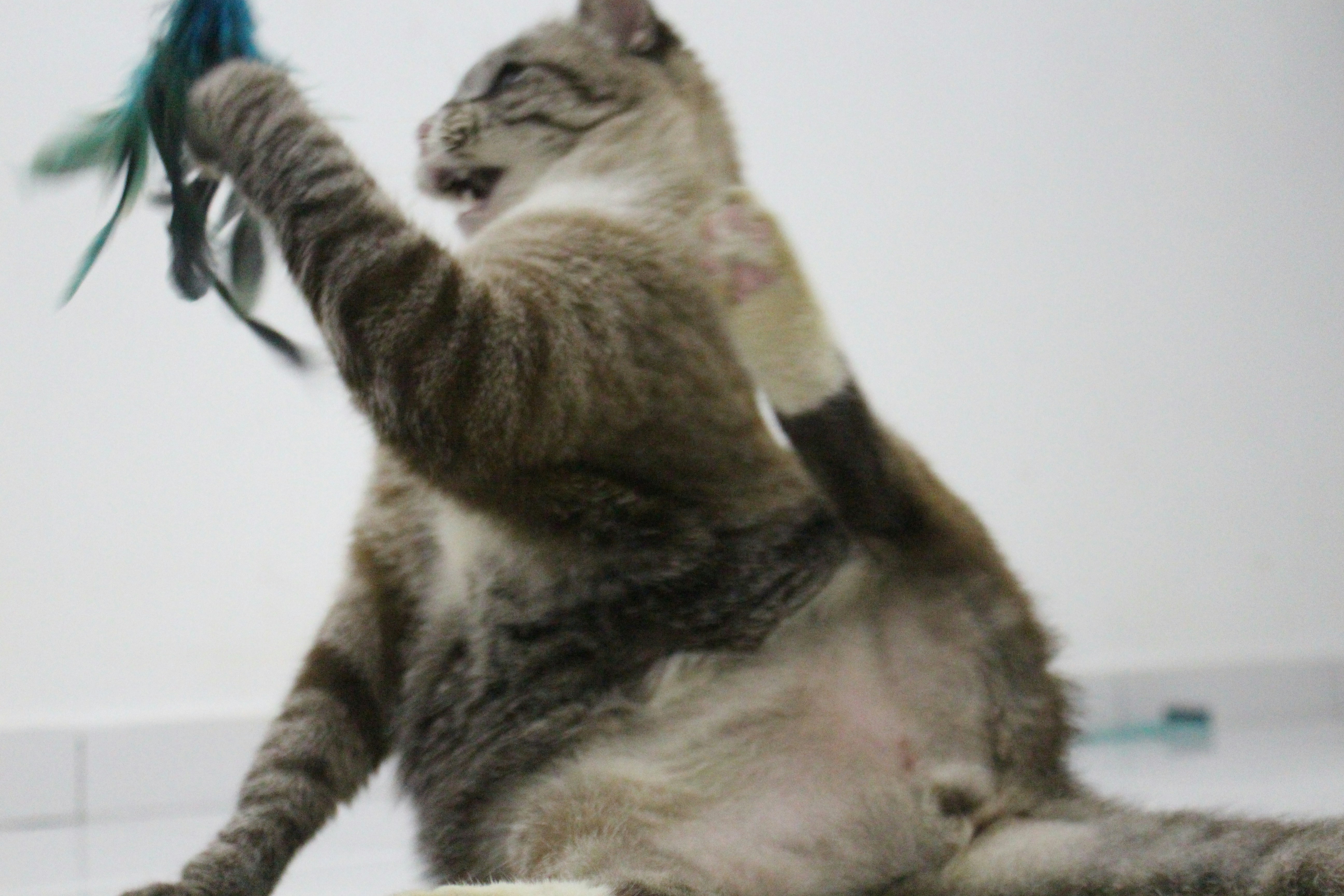Playful tabby kitten jumping and reaching for a feather wand toy, mid-air action shot, bright background