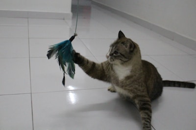 A playful British Longhair kitten with striking blue eyes chasing a feather toy on a wooden floor.
