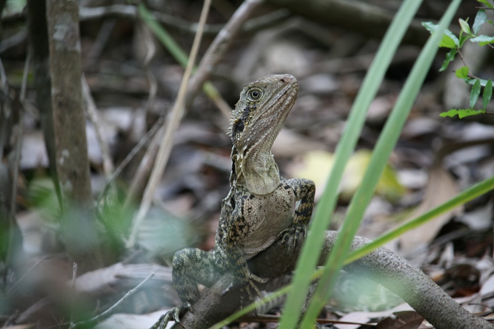 a close up of a lizard on the ground