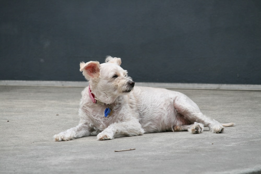 a small white dog laying on the ground