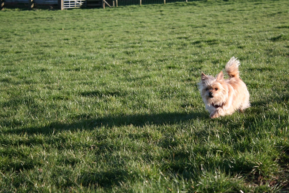 a small brown dog running across a lush green field