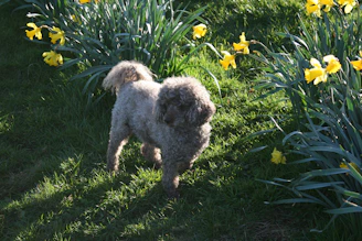Close-up of vibrant green grass with a small, happy dog playing safely nearby.