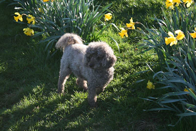 Close-up of vibrant green grass with a small, happy dog playing safely nearby.