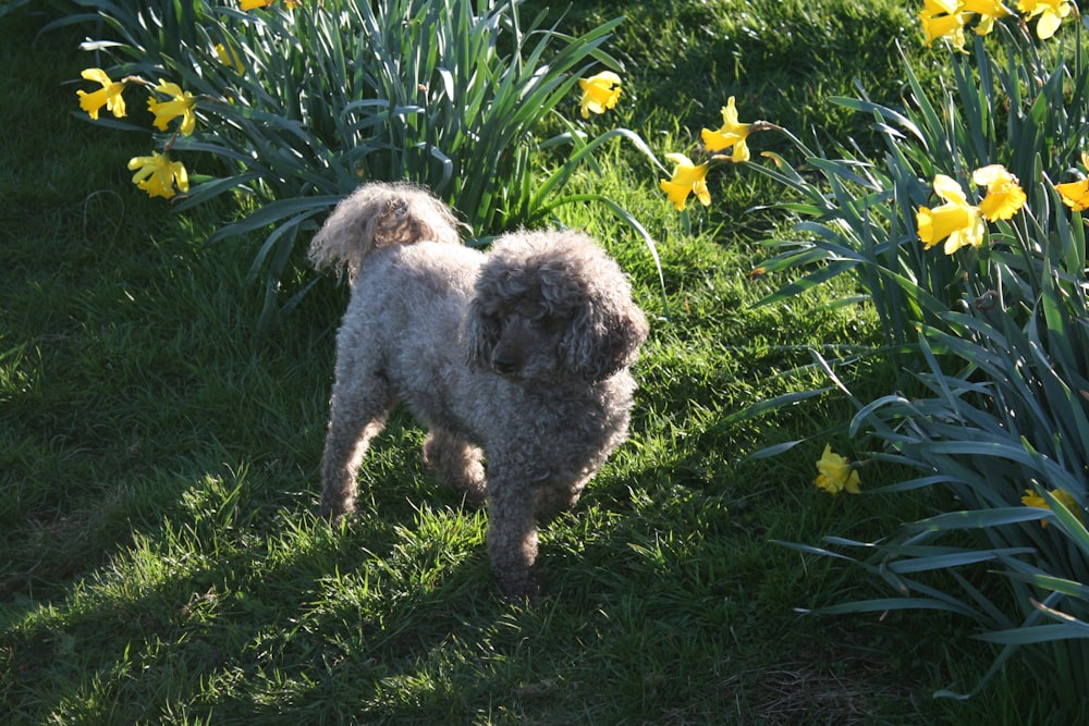 a dog standing in a field of daffodils