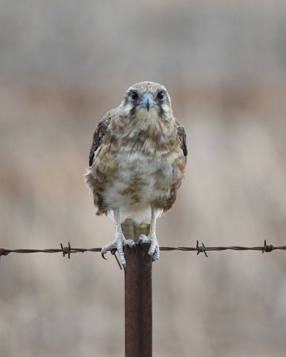 a small bird perched on top of a barbed wire fence