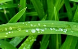 A close-up of neatly trimmed grass blades with morning dew glistening.