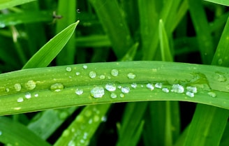 Close-up of vibrant green grass blades glistening with morning dew after a careful trim.