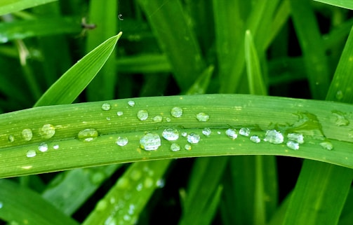 A close-up of neatly trimmed grass blades with morning dew glistening.