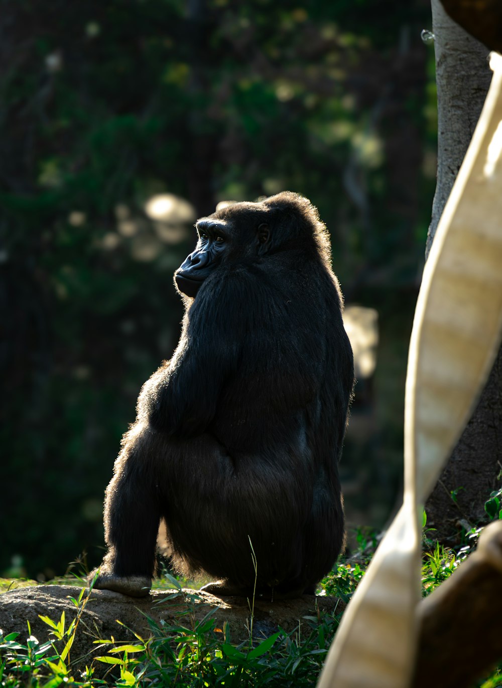 ein Gorilla sitzt auf dem Boden neben einem Baum