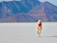 A scenic Montana backdrop with a dog running freely during a recall exercise.