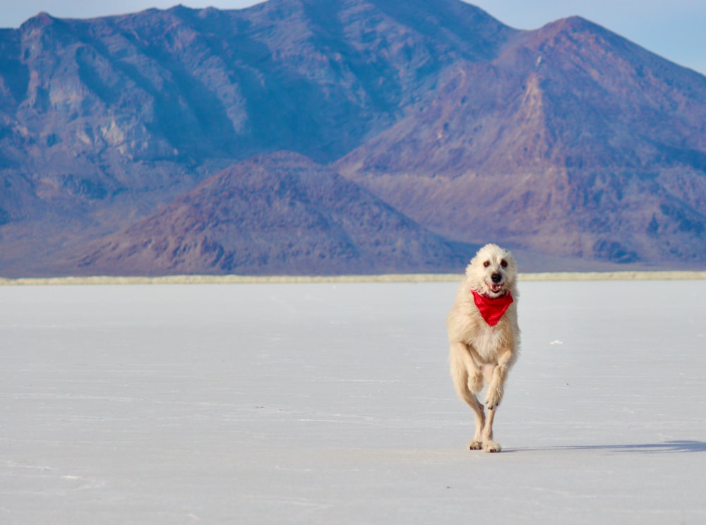 a white dog with a red bandana running across a desert