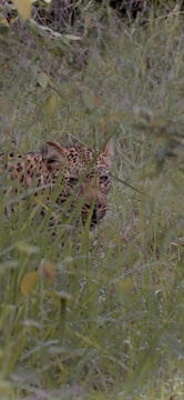 A leopard partially concealed by tall grasses, blending in with its surroundings in a lush, green environment.