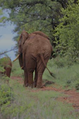 Elephants walking in a dusty trail with a backdrop of lush green forest.