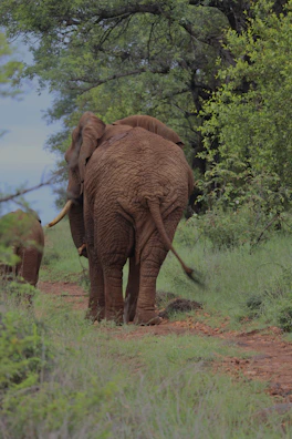 Elephants walking in a dusty trail with a backdrop of lush green forest.