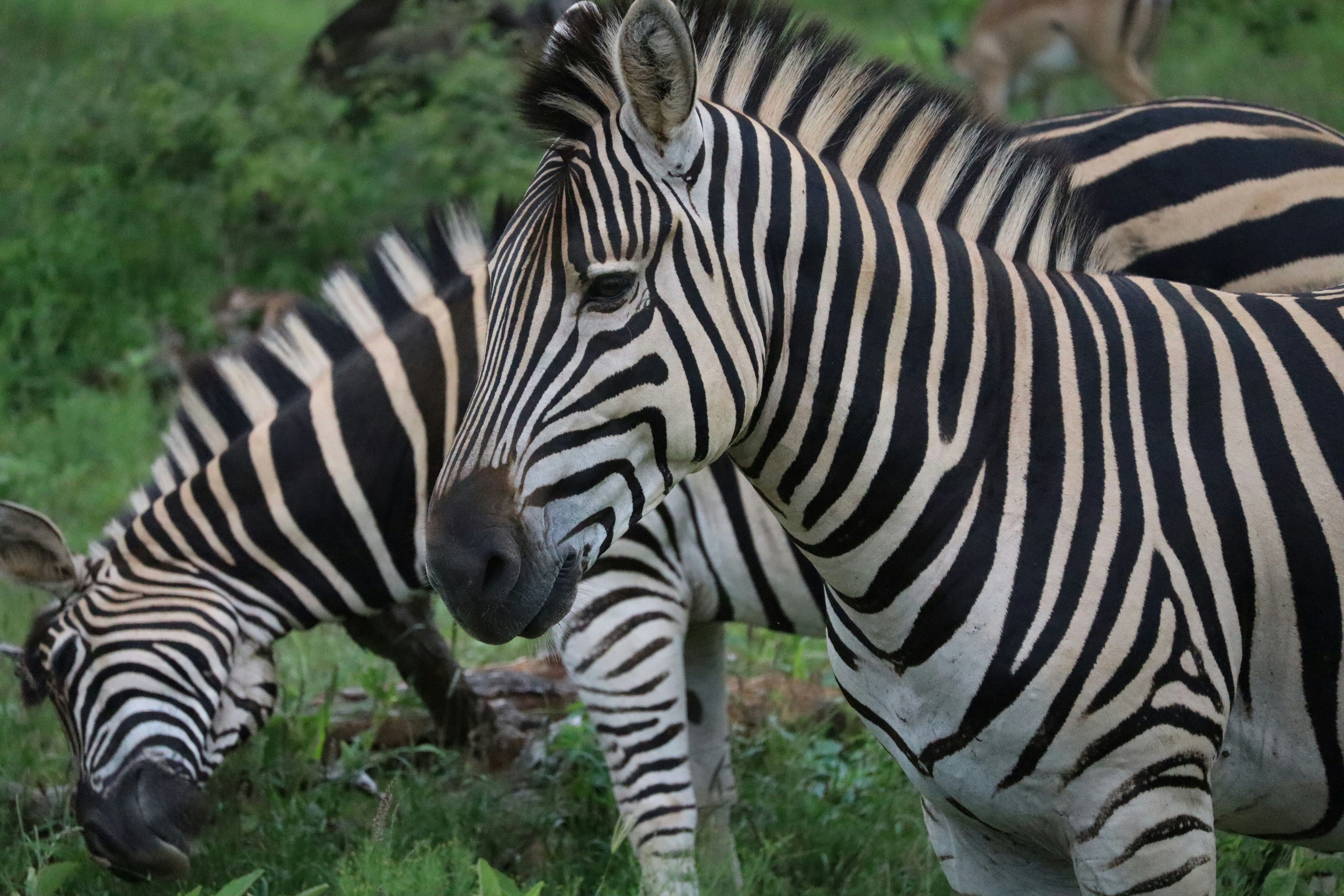 Photo by johnnygthorpe11