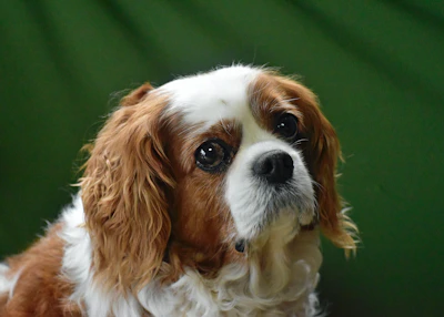 A gentle Cavalier King Charles Spaniel looking curious on a white background.
