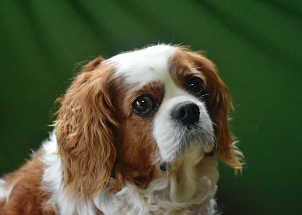 A charming Cavalier King Charles Spaniel playing in a sunny park.