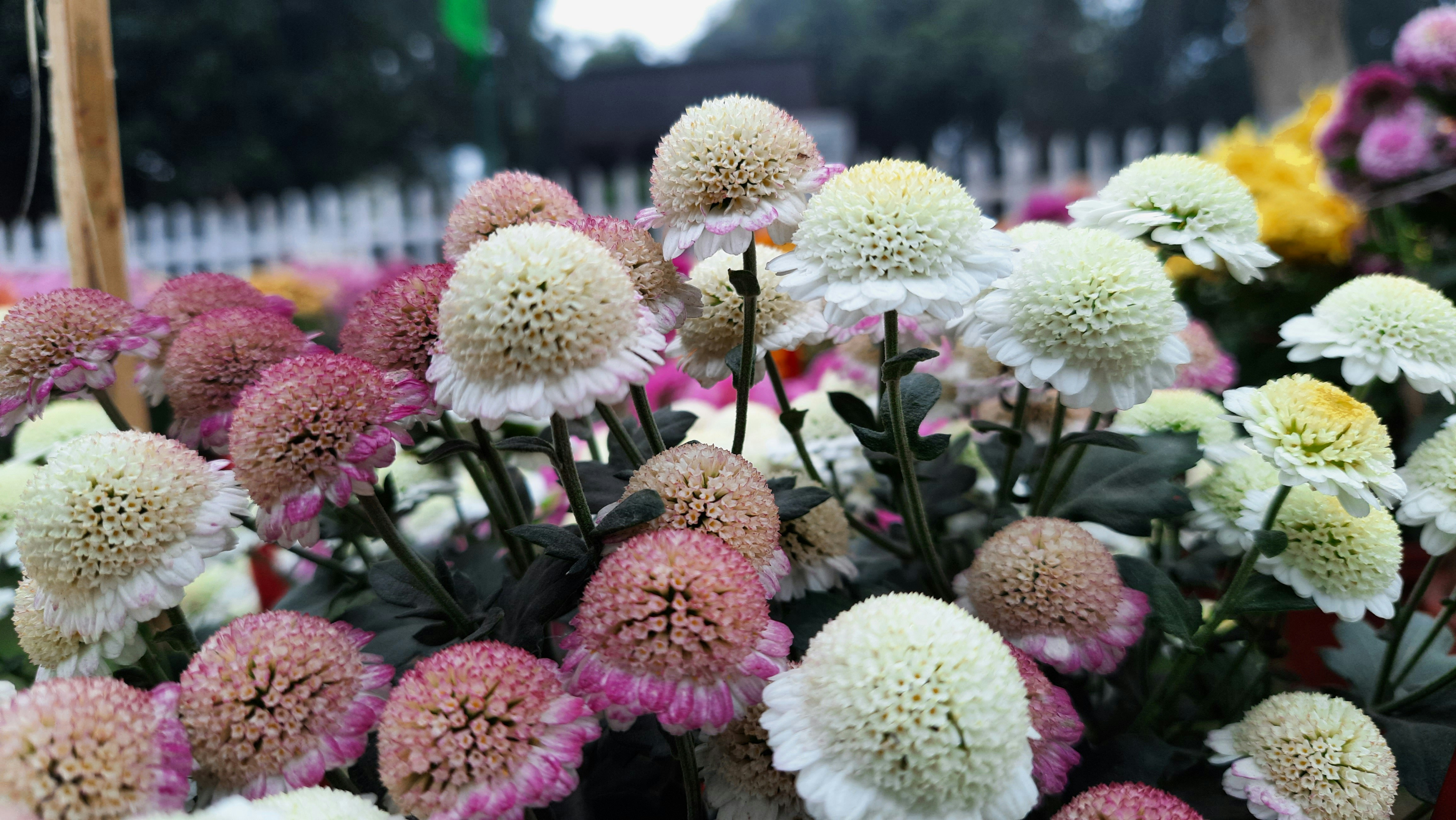 um ramo de flores brancas e cor-de-rosa em um jardim