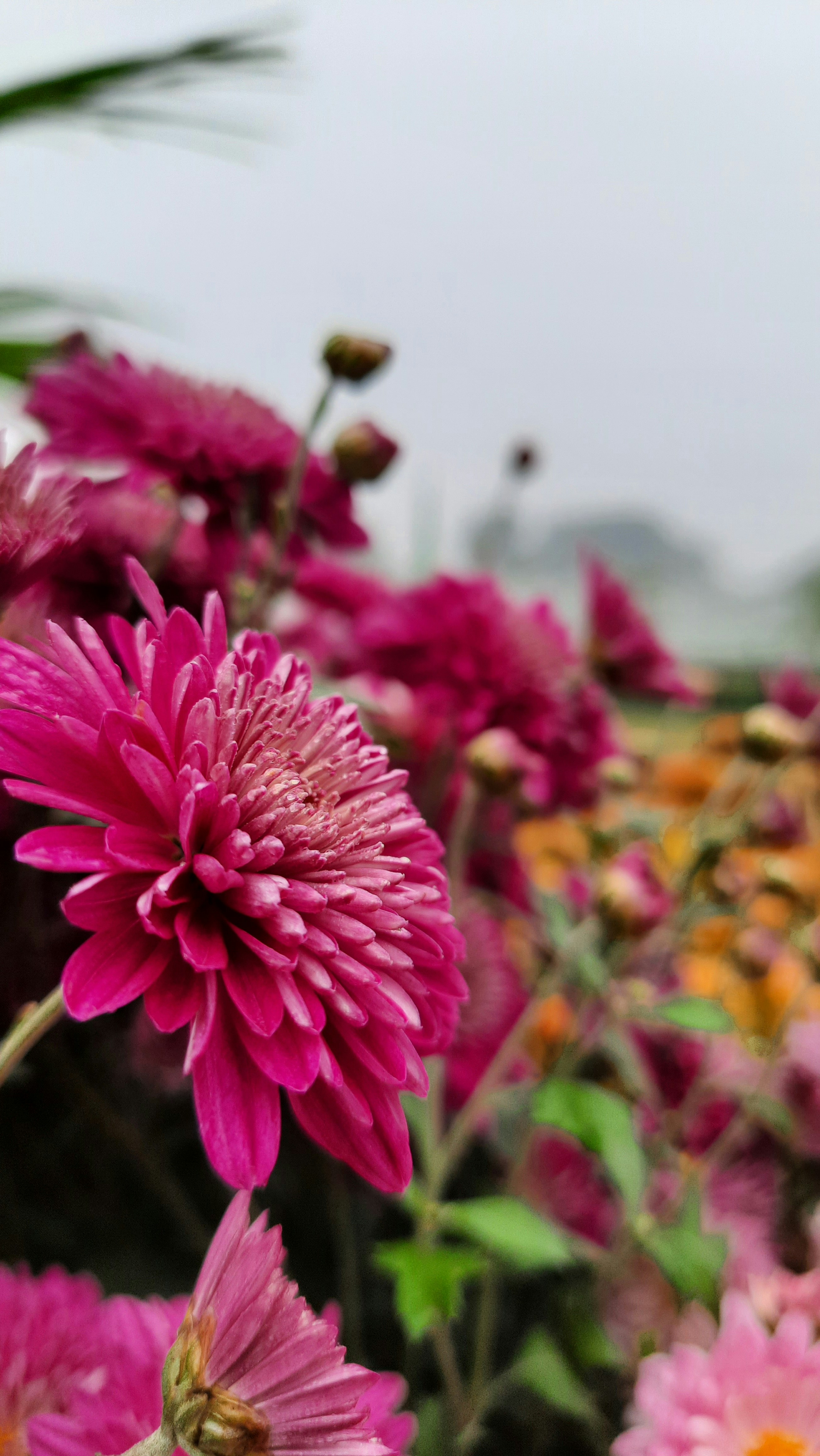 Photo by i_bluebell_i