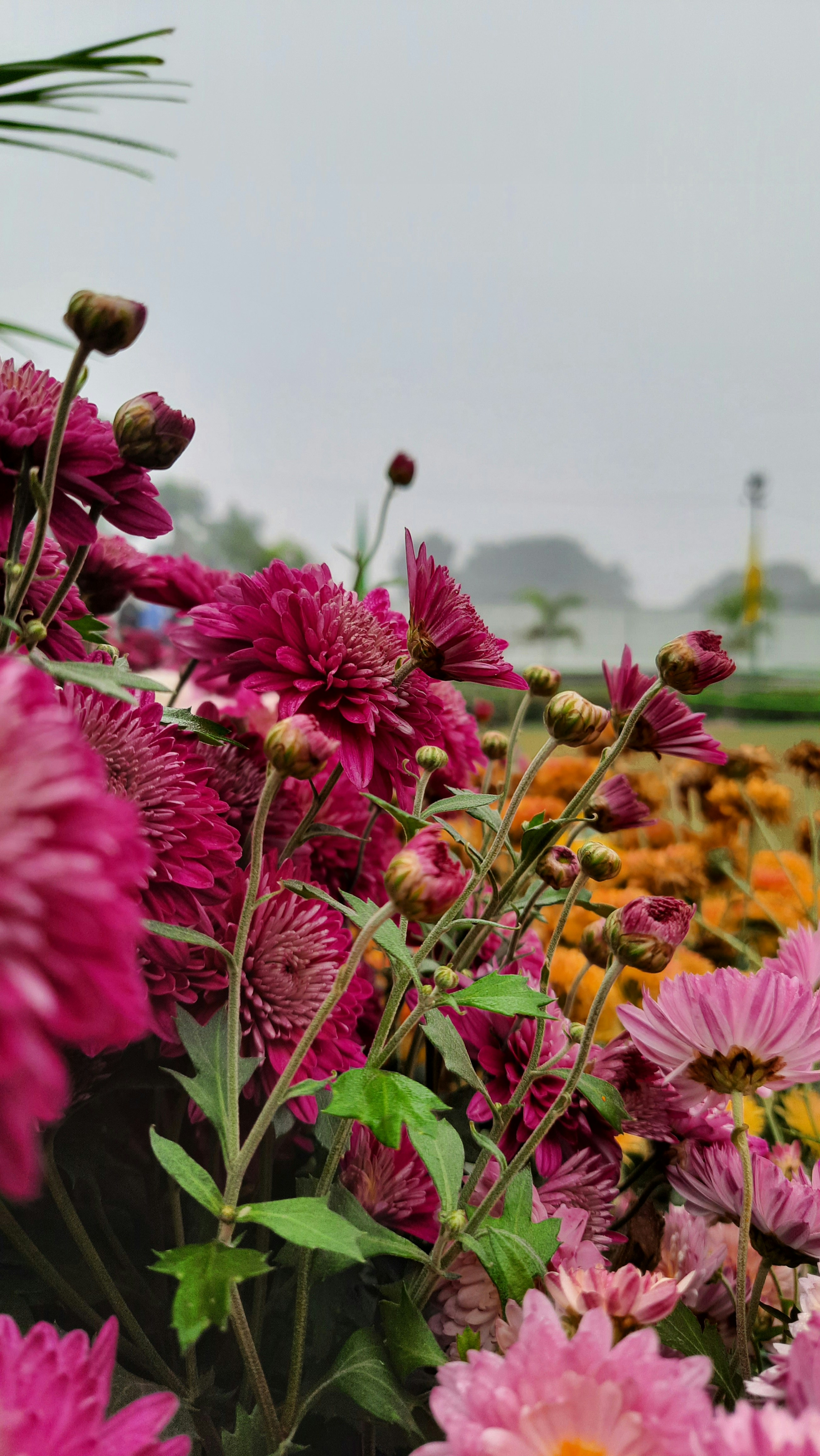 um campo cheio de flores roxas e amarelas