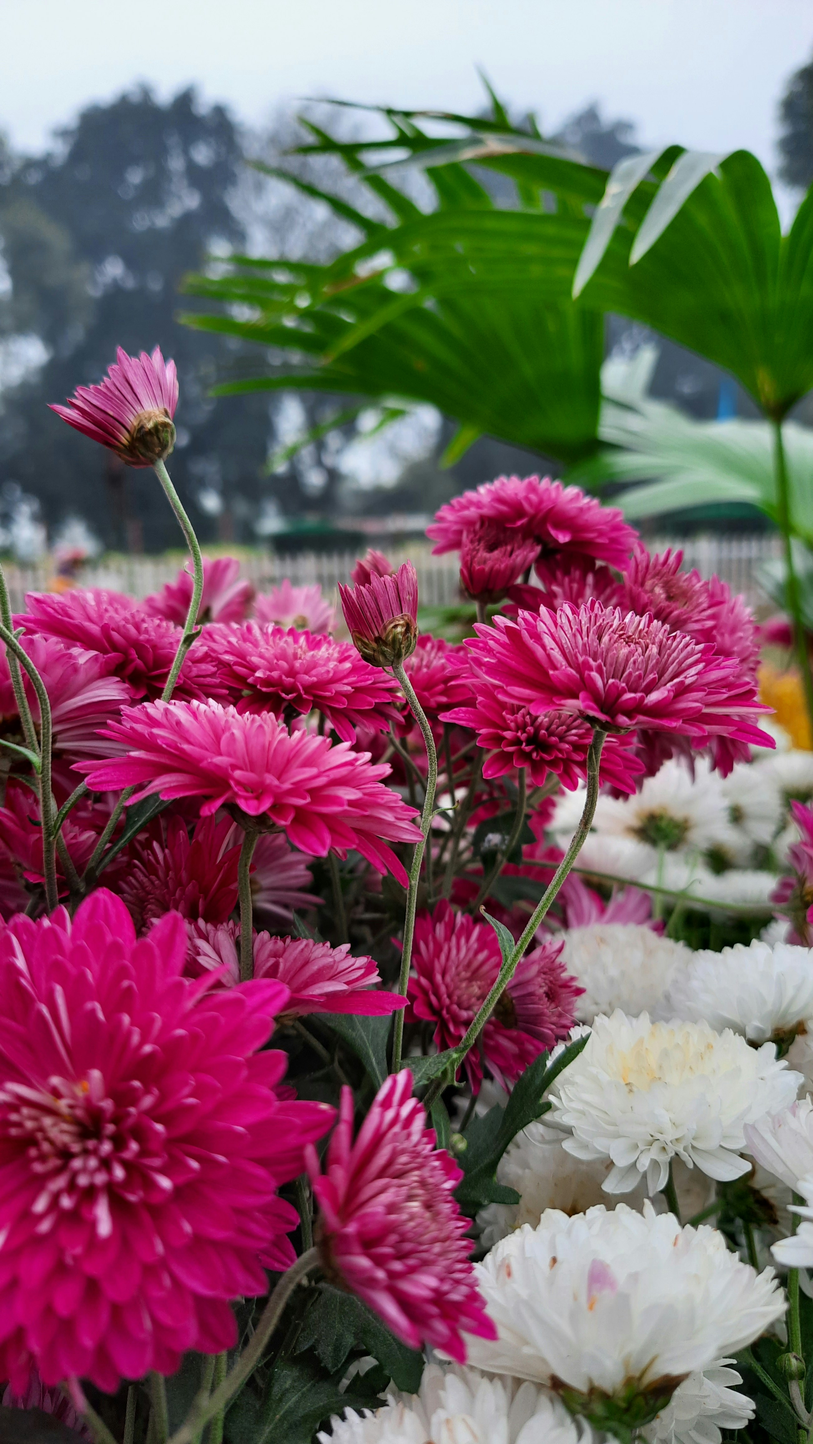 Photo by i_bluebell_i