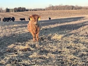 A brown cow with yellow ear tags stands in the foreground eating hay in an open field. Several other cows are grazing in the background. The landscape consists of dry grass and an expansive, flat field stretching towards a line of bare trees on the horizon.