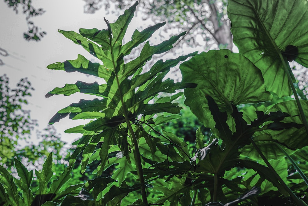 a large green leafy plant in the middle of a forest