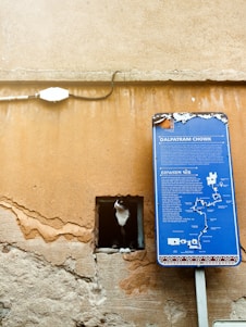 A black and white cat is sitting inside a small square opening on a textured, old, beige wall. Nearby, there is a blue information sign that appears weathered at the edges, which includes a map and text in multiple languages.