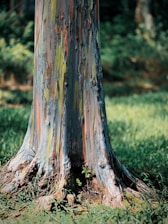 A close-up view of the trunk of a eucalyptus tree, showcasing its unique multicolored bark with shades of green, orange, and gray. The ground around the base is covered in green grass, and the background is a blurred forest scene.