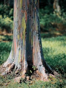 A close-up view of the trunk of a eucalyptus tree, showcasing its unique multicolored bark with shades of green, orange, and gray. The ground around the base is covered in green grass, and the background is a blurred forest scene.