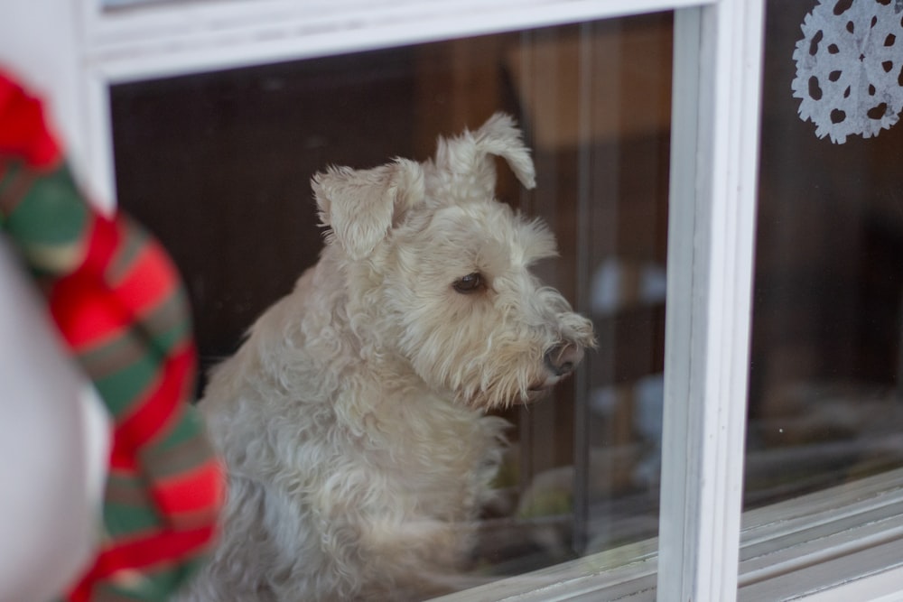 a white dog looking out of a window