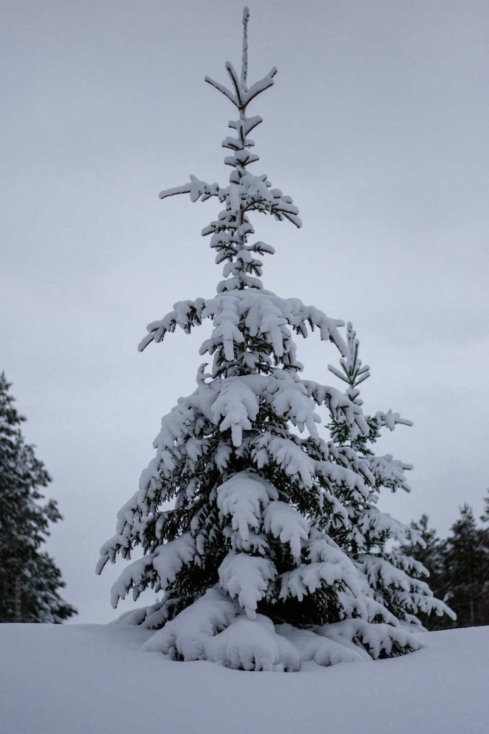 a snow covered pine tree in the middle of a field