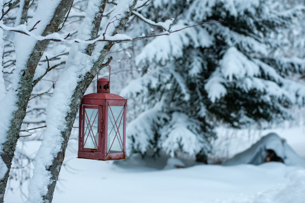 a red lantern hanging from a tree in the snow