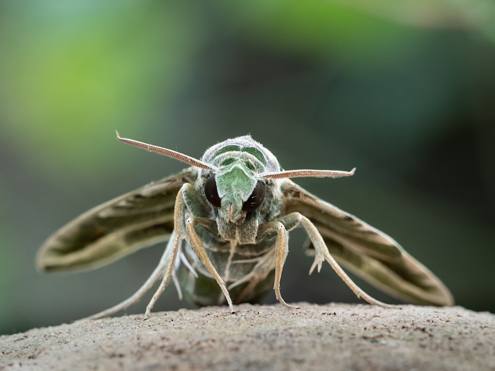 a close up of a moth on a rock